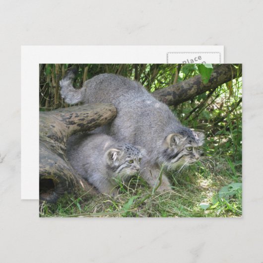 Carte postale - Le chat de Pallas (Devant / Derrière)