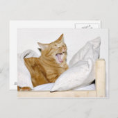 Carte Postale Le chat déteste le matin (Devant / Derrière)