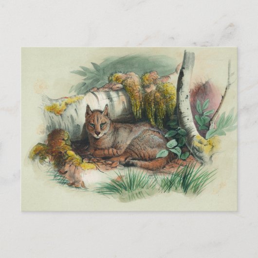 Carte Postale Le chat égyptien par Joseph Wolf (Devant)
