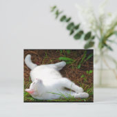Carte Postale Le Chat et la mouche (Debout devant)