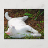Carte Postale Le Chat et la mouche (Devant)