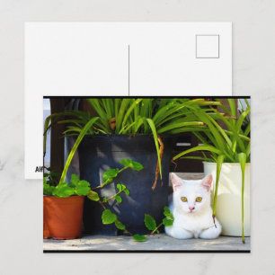 Carte Postale Le Chat Parmi les Plantes