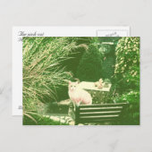 Carte Postale Le chat rose (Devant / Derrière)