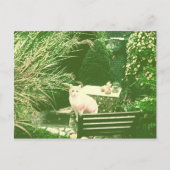 Carte Postale Le chat rose (Devant)