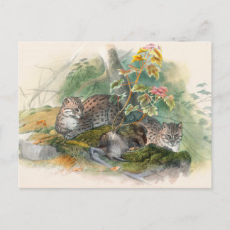 Carte Postale Le chat Wagati par Joseph Wolf