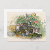 Carte Postale Le chat Wagati par Joseph Wolf (Devant / Derrière)