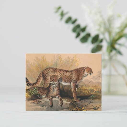 Carte Postale Le Cheetah par Joseph Wolf (Debout devant)