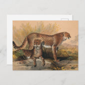 Carte Postale Le Cheetah par Joseph Wolf (Devant / Derrière)