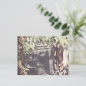 Carte Postale Le Cheval Amish (Debout devant)