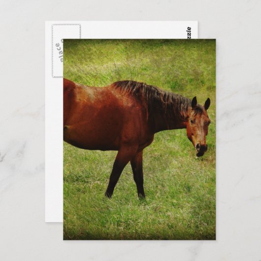 Carte Postale Le Cheval de Baie (Devant / Derrière)