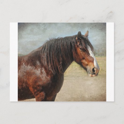 Carte Postale Le cheval de travail (Devant)