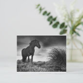 Carte Postale Le cheval noir (Debout devant)