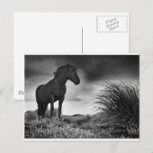 Carte Postale Le cheval noir (Devant / Derrière)