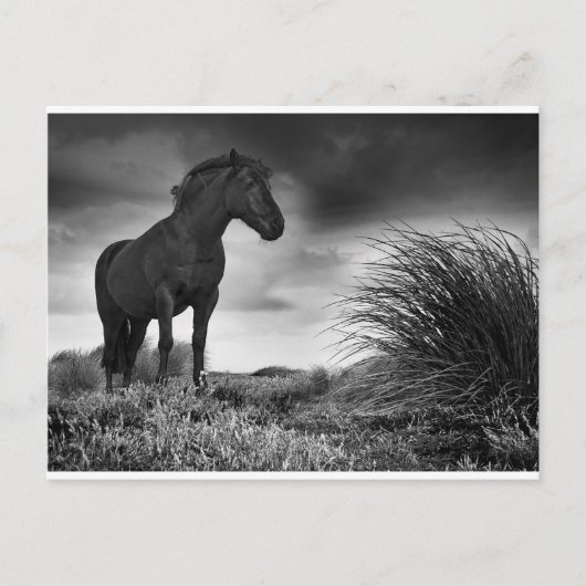 Carte Postale Le cheval noir (Devant)