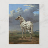 Carte Postale Le Cheval Piebald (Devant)