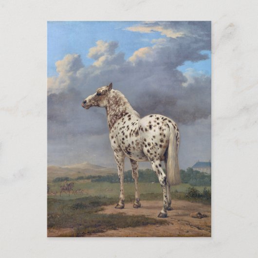 Carte Postale Le Cheval Piebald (Devant)