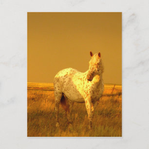 Carte Postale Le Cheval Spotted Dans La Lumière D'Or D'Une Prair