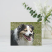 Carte Postale Le chien australien qui rit (Debout devant)