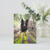 Carte Postale Le chien de travail Max au travail Conservation Ca (Debout devant)