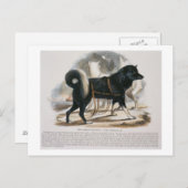 Carte Postale Le Chien Esquimaux (Canis familiaris) est éducatif (Devant / Derrière)