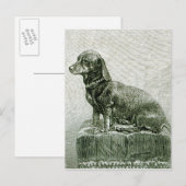 Carte Postale Le chien Jacob (Devant / Derrière)