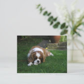 Carte Postale Le Chien Le Plus Coupé Du Monde A Faim (Debout devant)