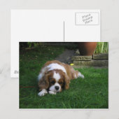 Carte Postale Le Chien Le Plus Coupé Du Monde A Faim (Devant / Derrière)