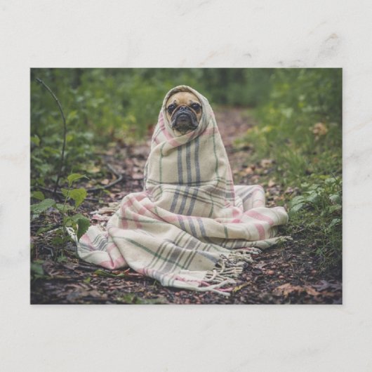 Carte Postale Le chien sent le froid (Devant)