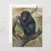 Carte Postale Le chimpanzé de Joseph Wolf (Devant / Derrière)