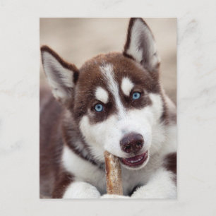 Carte Postale Le chiot sibérien Husky à la plage