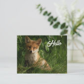 Carte Postale Le chou renard dans une forêt verte (Debout devant)