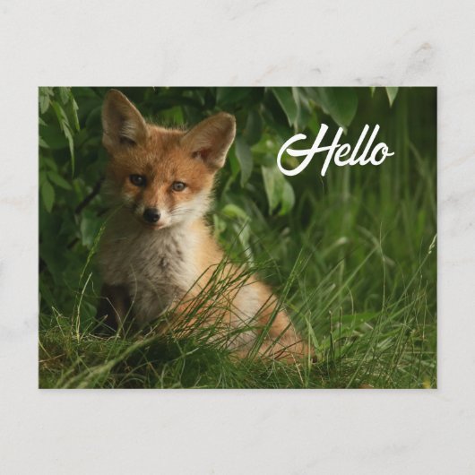 Carte Postale Le chou renard dans une forêt verte (Devant)