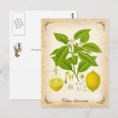 Carte Postale Le citron - illustration vintage (Devant / Derrière)