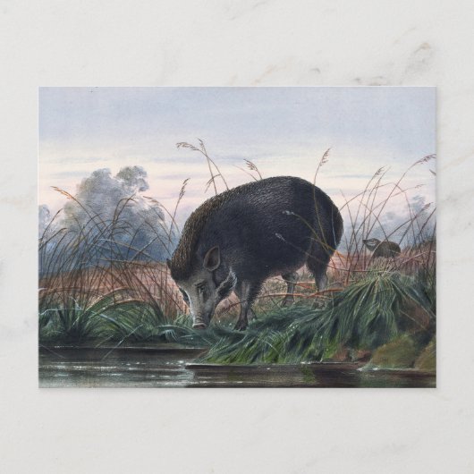 Carte Postale Le cochon d'Andaman par Joseph Wolf (Devant)