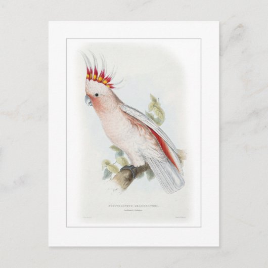 Carte Postale Le cockatoo de Leadbeater (Devant)