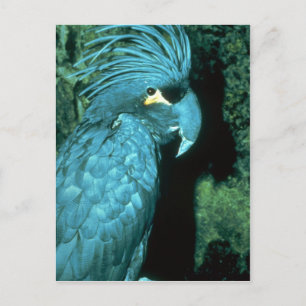 Carte Postale Le cockatoo de palme est imposant