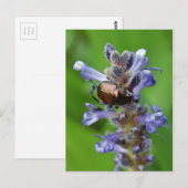 Carte Postale Le coléoptère japonais sur la fleur d'Arrowhead vi (Devant / Derrière)