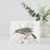 Carte Postale Le colibri (Debout devant)