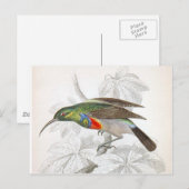 Carte Postale Le colibri (Devant / Derrière)