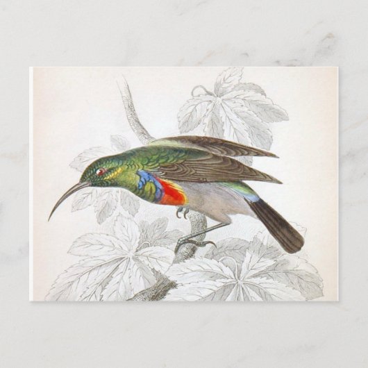 Carte Postale Le colibri (Devant)