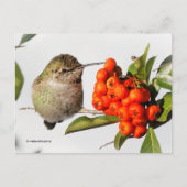 Carte Postale Le colibri Anna avec des baies de Pyracantha orang (Devant)