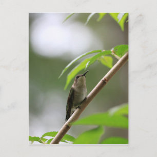 Carte Postale Le colibri de l'observateur
