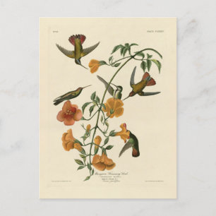Carte Postale Le colibri mangue des oiseaux d'Amérique d'Audubon