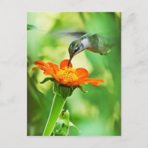 Carte Postale Le Colibri Prend Un Sien