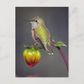 Carte Postale Le colibri repose sur un bourgeon de fleurs (Devant)