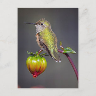 Carte Postale Le colibri repose sur un bourgeon de fleurs