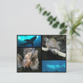 Carte Postale Le Collage de l'aquarium de Géorgie (Debout devant)