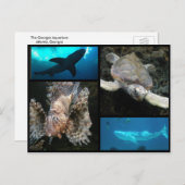 Carte Postale Le Collage de l'aquarium de Géorgie (Devant / Derrière)