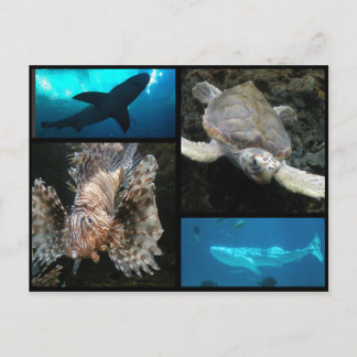 Carte Postale Le Collage de l'aquarium de Géorgie