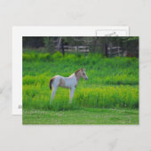 Carte Postale Le Colt (Devant / Derrière)